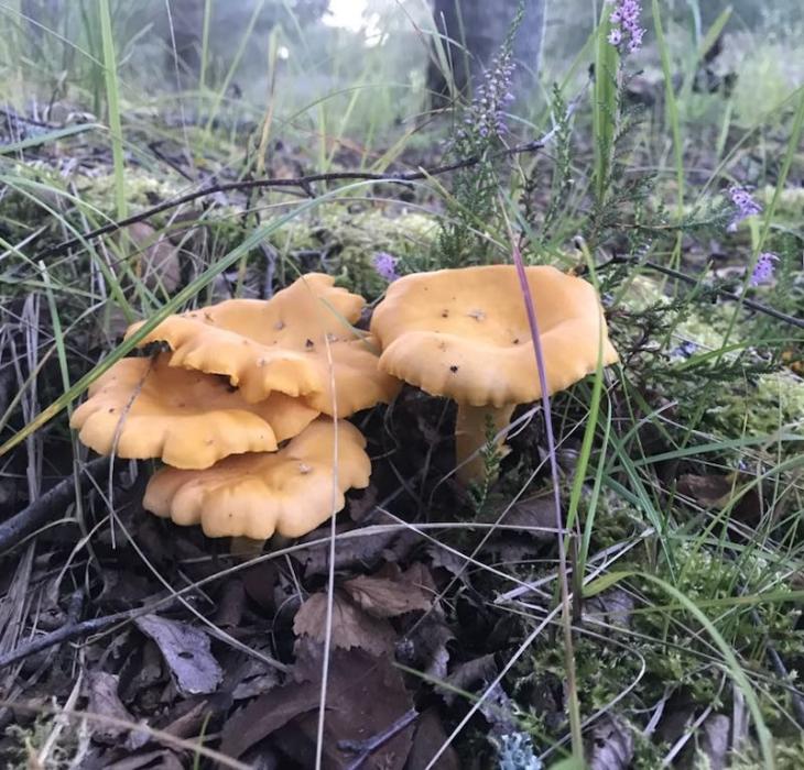 Kantareller Læsø svampe