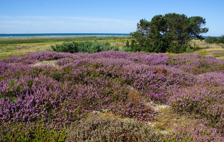 Lyng på Læsø
